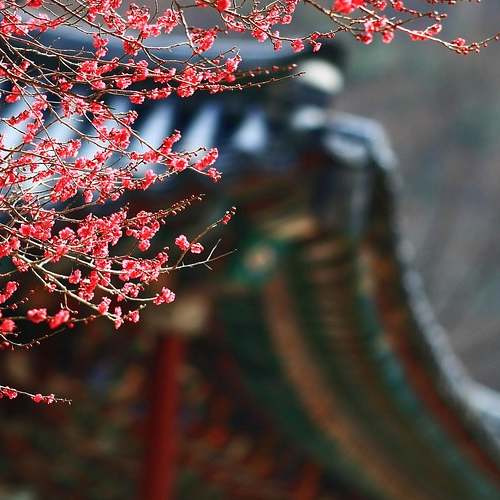 구구정: 효과, 가격, 부작용, 복용법과 지속시간을 함께 알아보세요! 구구정: 효과, 가격, 부작용, 복용법과 지속시간을 함께 알아보세요!