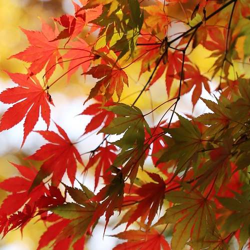 국가별 스테이블 코인 현황과 한국의 정책 방향: 미래를 준비하는 지혜 국가별 스테이블 코인 현황과 한국의 정책 방향: 미래를 준비하는 지혜