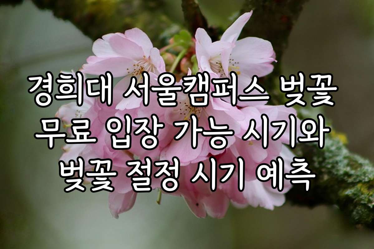 경희대 서울캠퍼스 벚꽃 무료 입장 가능 시기와 벚꽃 절정 시기 예측