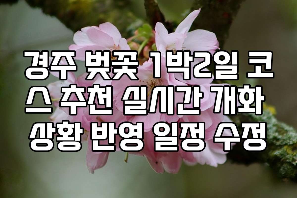 경주 벚꽃 1박2일 코스 추천 실시간 개화 상황 반영 일정 수정