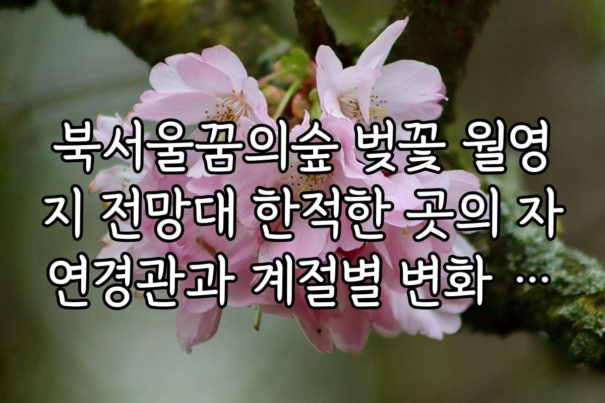 북서울꿈의숲 벚꽃 월영지 전망대 한적한 곳의 자연경관과 계절별 변화 관람 팁