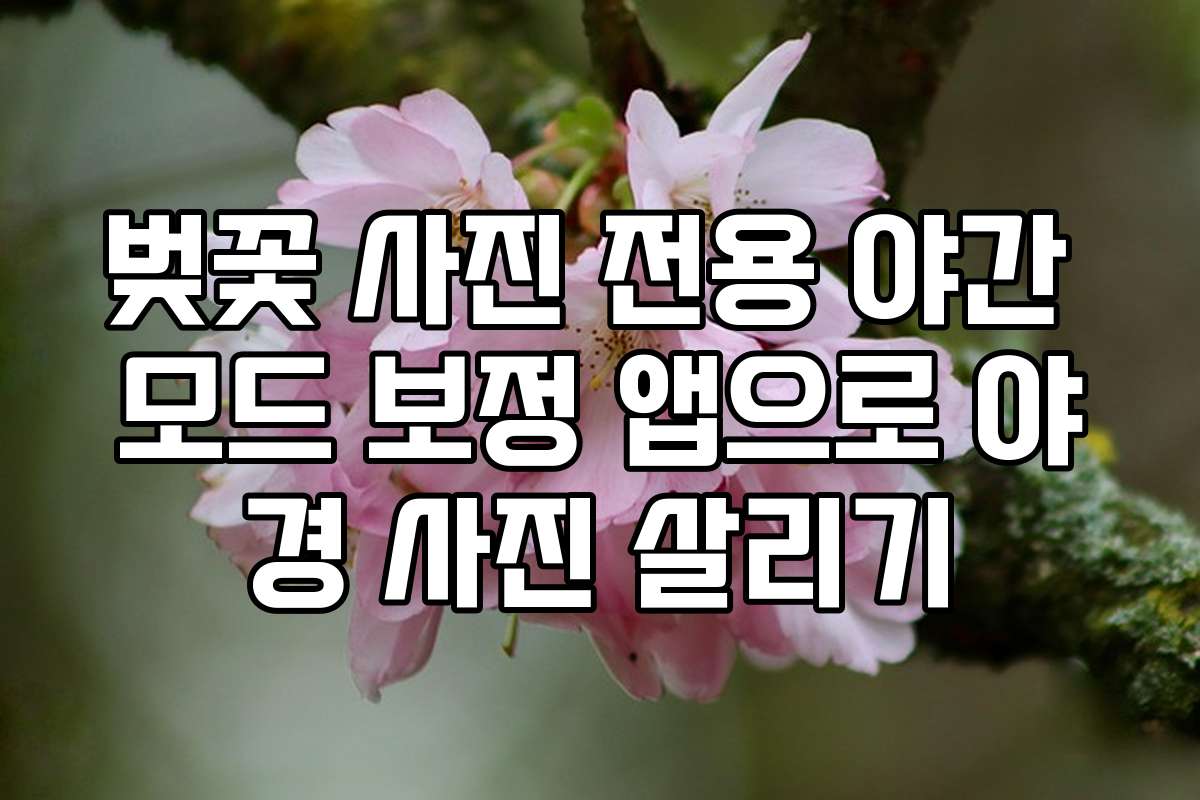 벚꽃 사진 전용 야간 모드 보정 앱으로 야경 사진 살리기