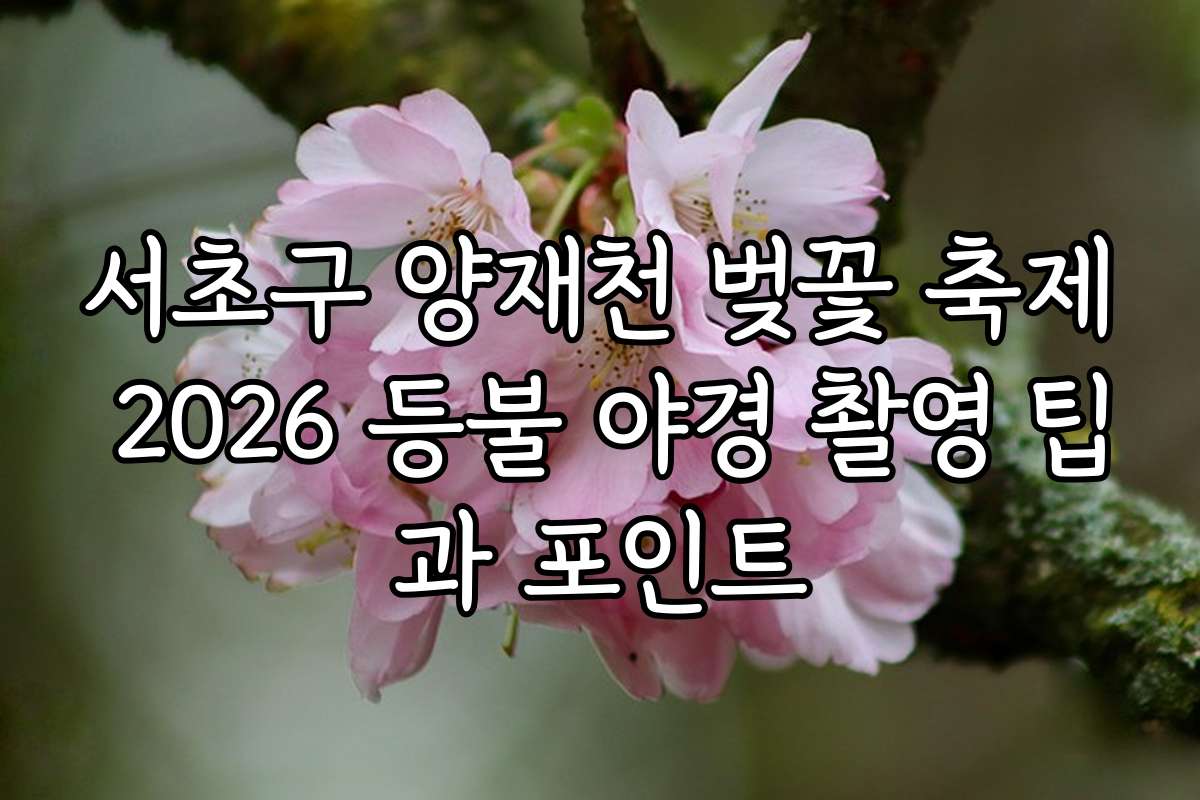 서초구 양재천 벚꽃 축제 2026 등불 야경 촬영 팁과 포인트