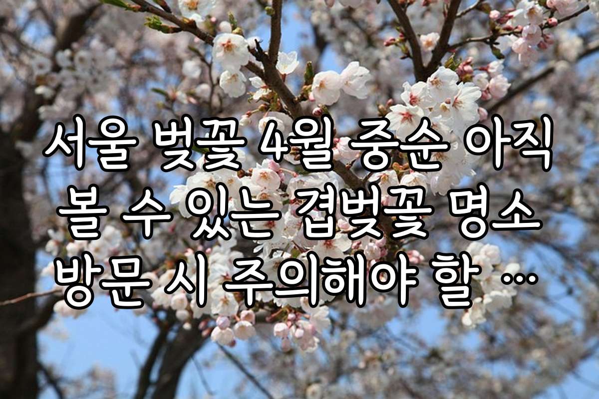 서울 벚꽃 4월 중순 아직 볼 수 있는 겹벚꽃 명소 방문 시 주의해야 할 점과 실수 방지법