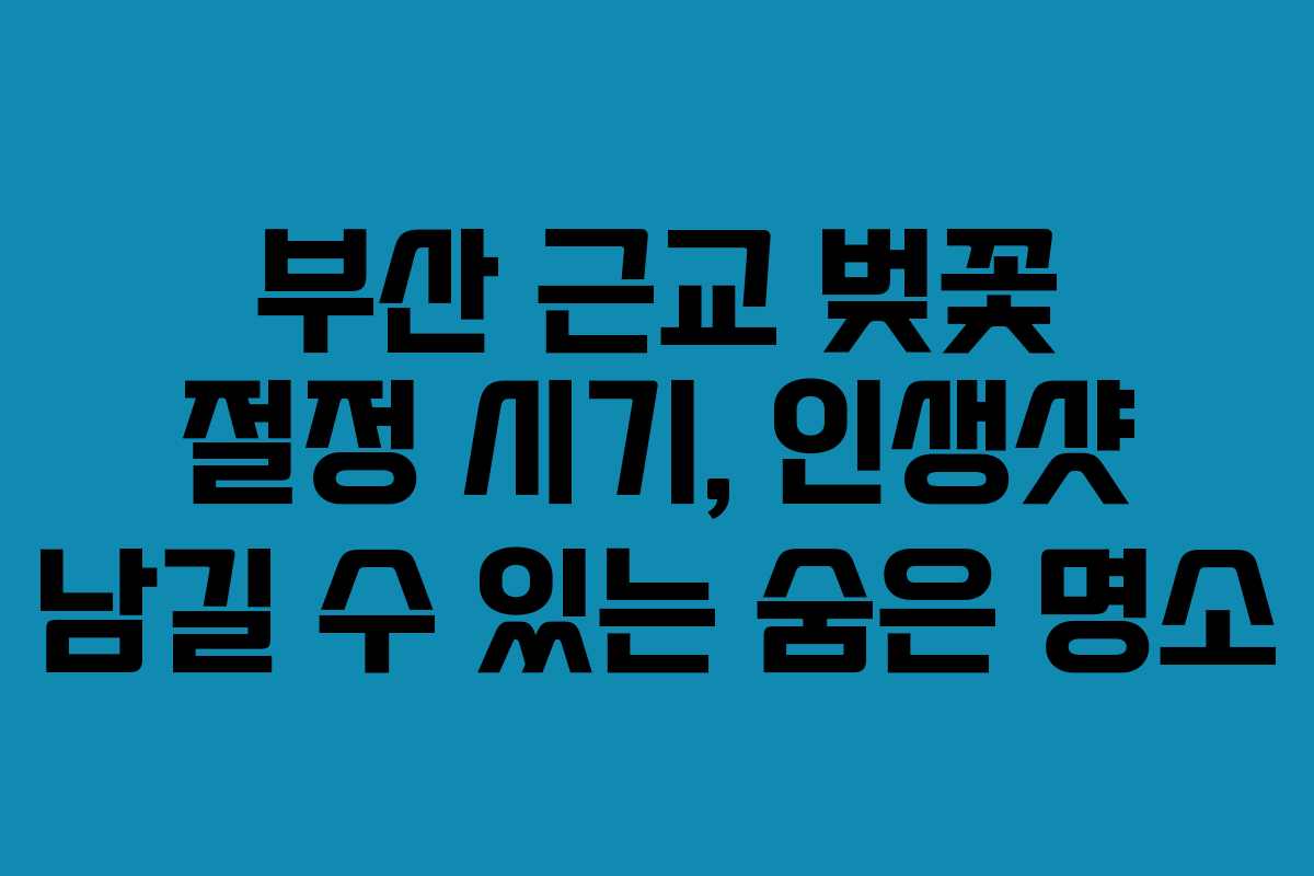 부산 근교 벚꽃 절정 시기, 인생샷 남길 수 있는 숨은 명소